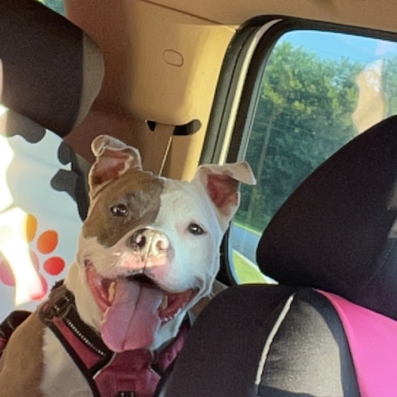 ❤️ Back Up Live Show Flyer - Picture 5 of 5